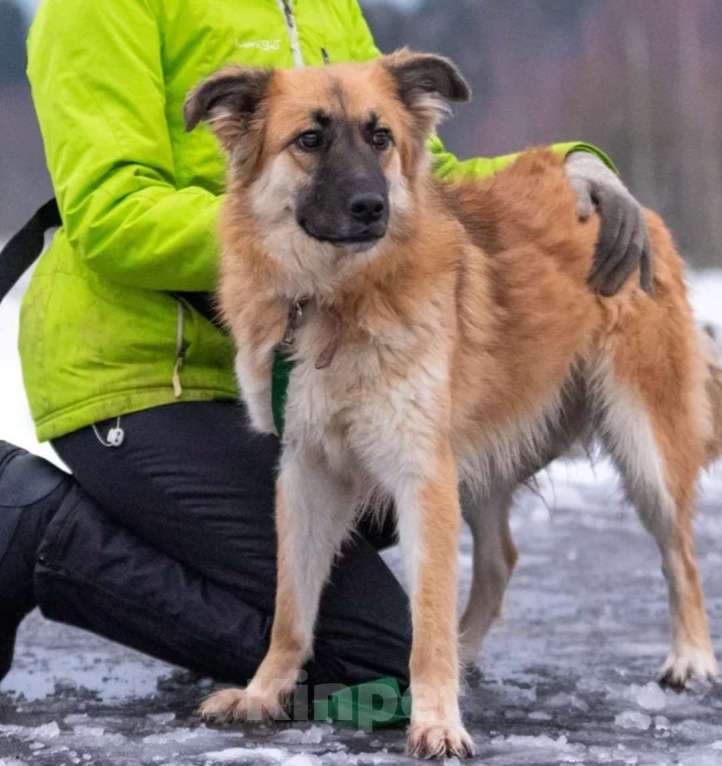 Собаки в Истре: Молодая, ласковая Варежка в добрые руки  Девочка, Бесплатно - фото 3