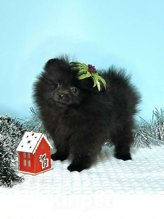 Собаки в Туле: Девочка черная щенок Девочка, 35 000 руб. - фото 2