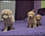 Собаки в Москве: Парень той пудель абриков Мальчик, 55 000 руб. - фото 1