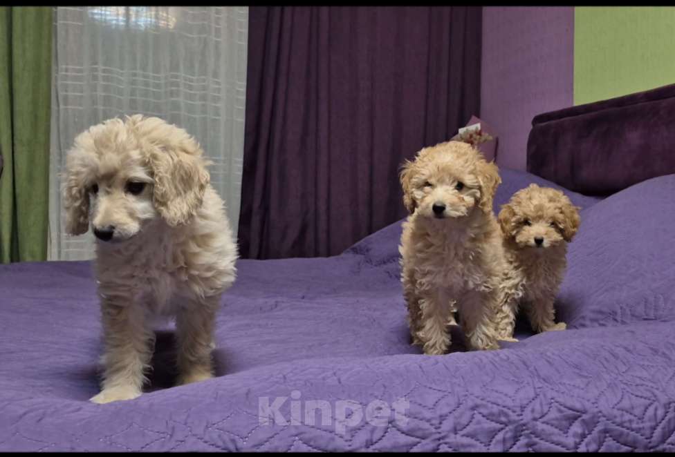 Собаки в Москве: Парень той пудель абриков Мальчик, 55 000 руб. - фото 1