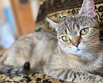 Кошки в Москве: Ее зовут Саванна. Юная кошечка-красавица ищет дом Девочка, Бесплатно - фото 4