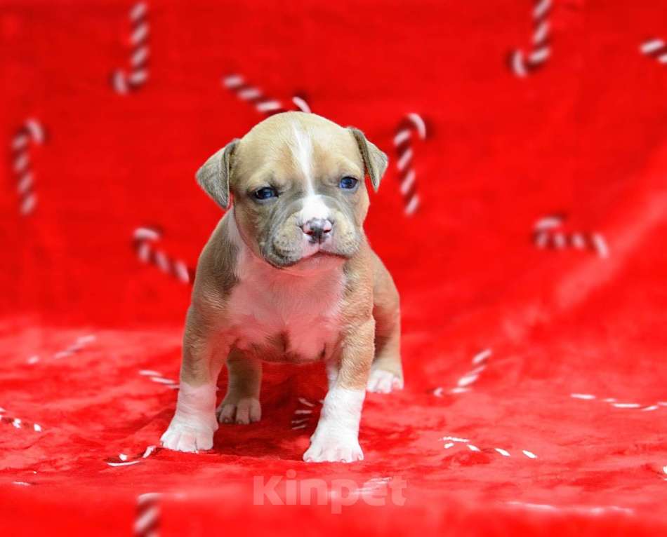 Собаки в Москве: Голубо-палевый джентльмен амстафф Мальчик, 60 000 руб. - фото 2