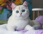 Кошки в Москве: Роскошный серебристый мальчик Мальчик, 30 000 руб. - фото 2