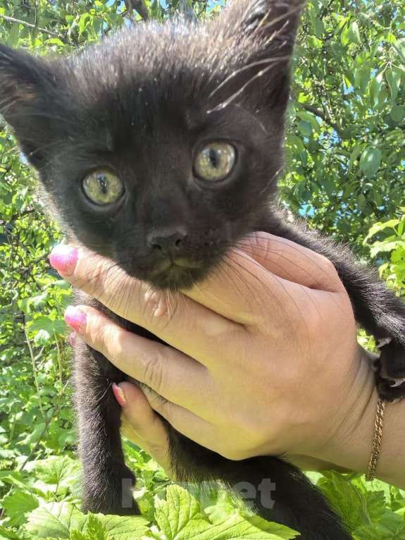 Кошки в Оренбурге: Котёнок черный Девочка, Бесплатно - фото 2