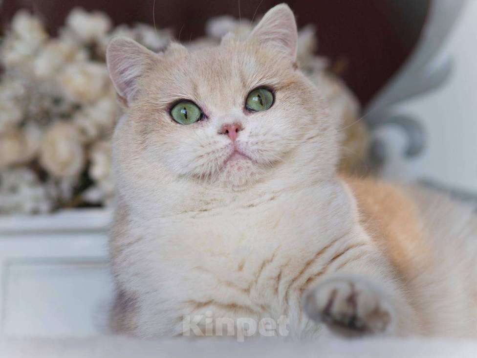 Кошки в Москве: Британская кошечка для разведения Девочка, 100 000 руб. - фото 1
