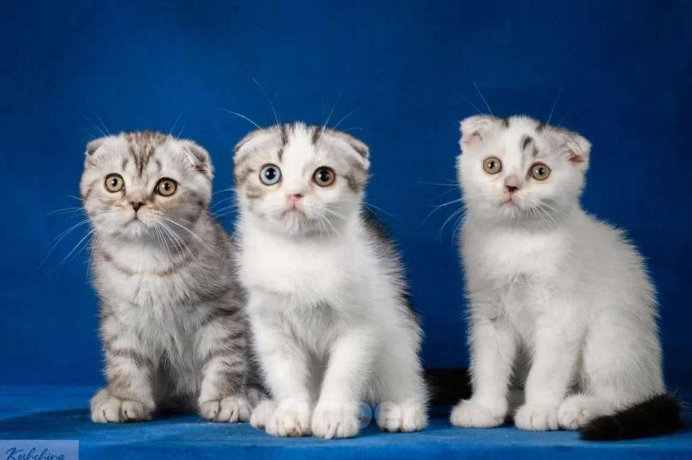 Кошки в Москве: Шотландские мальчики Мальчик, 50 000 руб. - фото 7