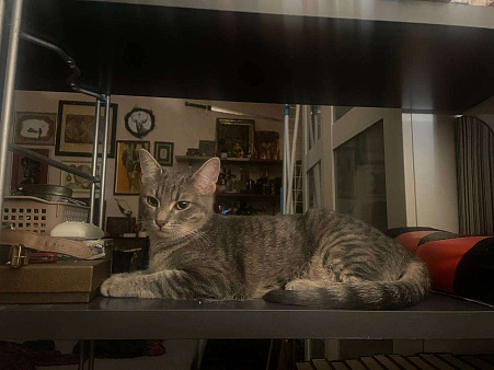 Серая полосатая кошечка