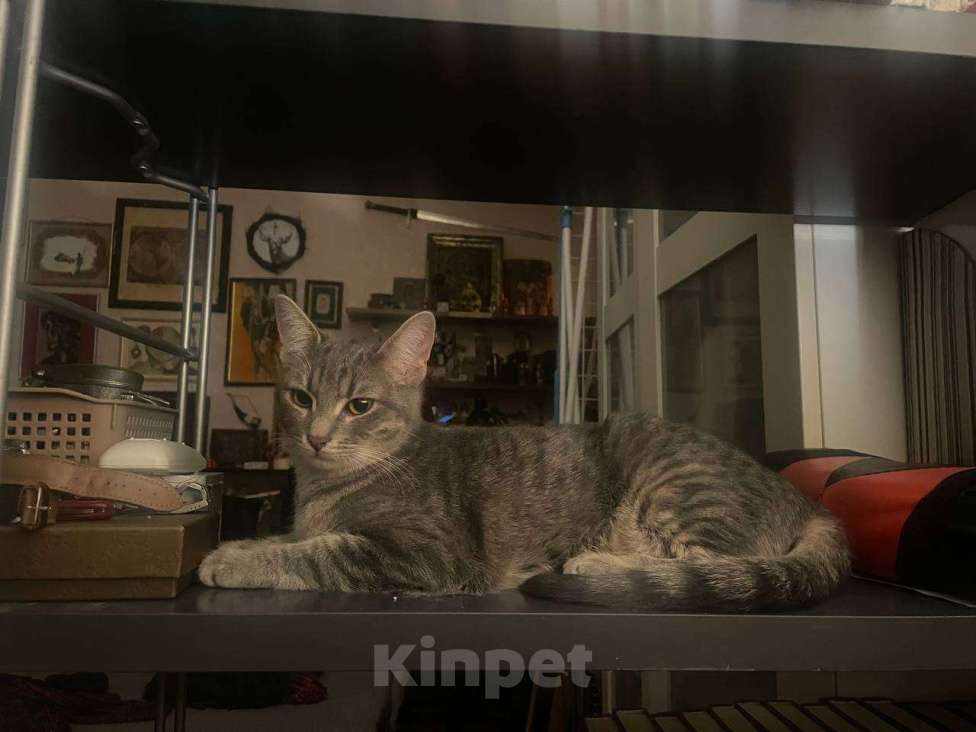 Кошки в Москве: Серая полосатая кошечка Девочка, 5 000 руб. - фото 1