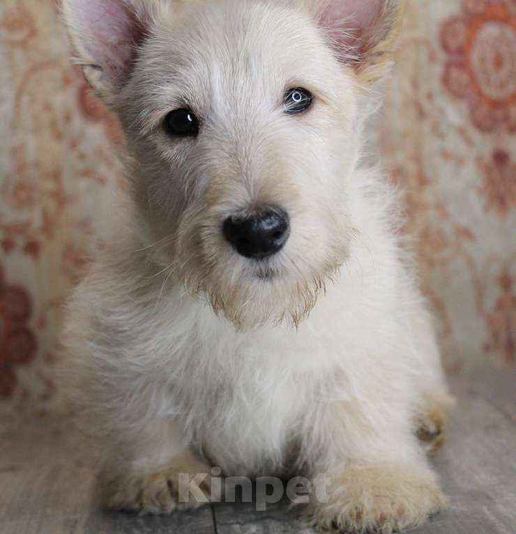 Собаки в других городах Новосибирской области: Подрощеный щенок Шотландского терьера Мальчик, 60 000 руб. - фото 1
