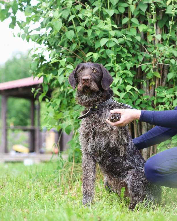 Собаки в Санкт-Петербурге: Красивая породистая собака отдается в дар Девочка, Бесплатно - фото 8
