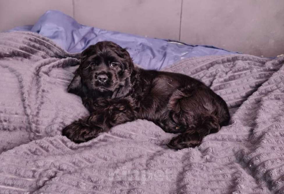 Собаки в других городах Ленинградской области: Американский кокер спаниель Мальчик, 20 000 руб. - фото 2