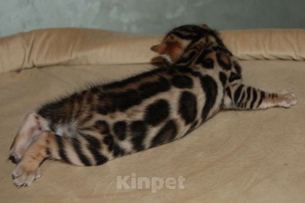 Кошки в Москве: Бенгальский котик  Мальчик, 70 000 руб. - фото 5