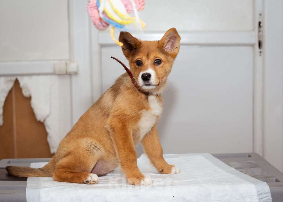 Собаки в Москве: Щенок-девочка ищет дом Девочка, Бесплатно - фото 5