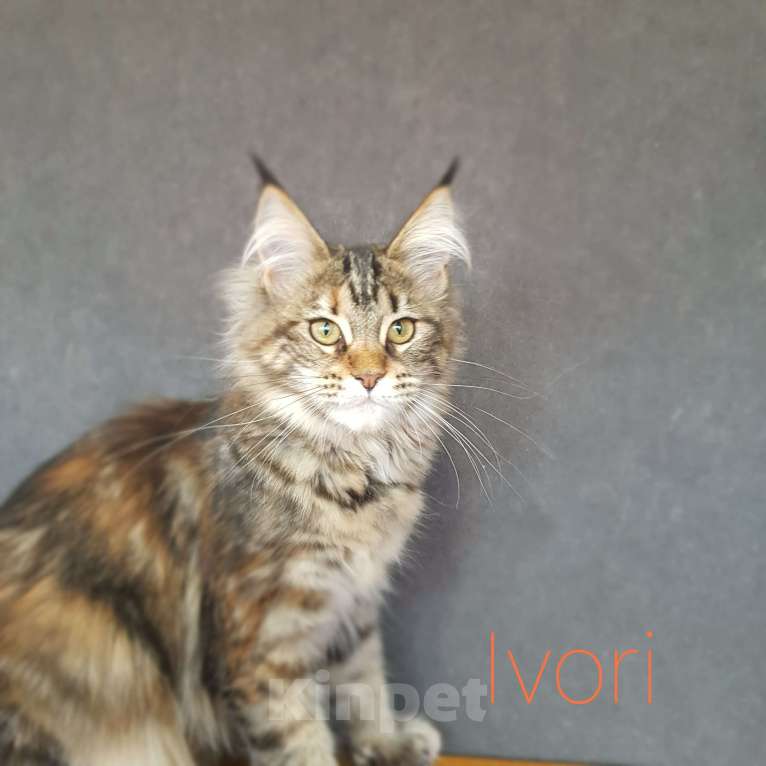 Кошки в Москве: Котята Мейн Кун в Сочи  Мальчик, 25 000 руб. - фото 3