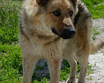 Собаки в Рязани: Ищем дом для Лайзы Девочка, Бесплатно - фото 2