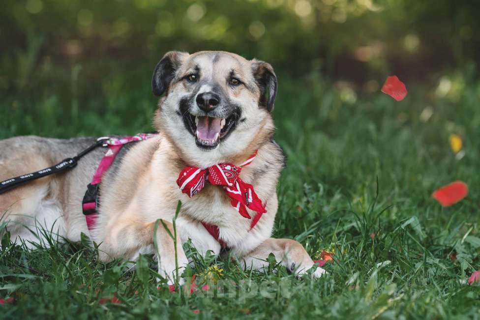 Собаки в Москве: Чудесная Мэлс ищет дом Девочка, Бесплатно - фото 8