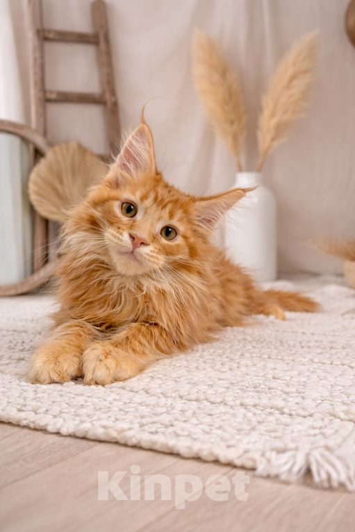 Кошки в Рязани: Котята Мейн-Кун Мальчик, 80 000 руб. - фото 3