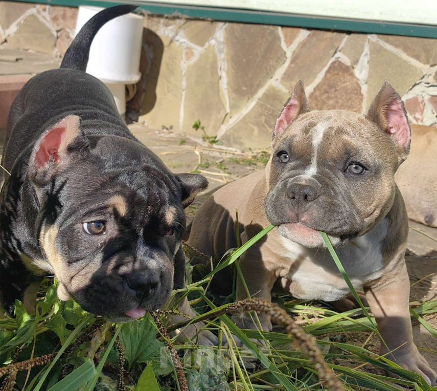 Собаки в Александрове: Ласковый мальчик американский булли Мальчик, 110 000 руб. - фото 4