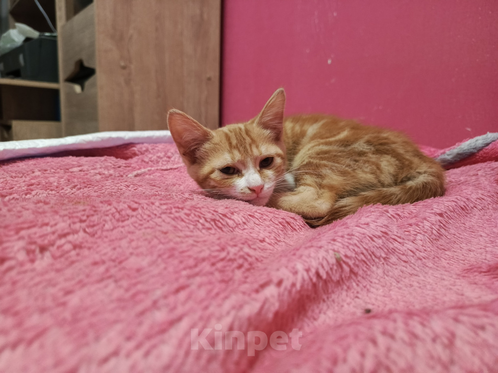 Кошки в Калуге: Котенок в добрые руки Девочка, Бесплатно - фото 7