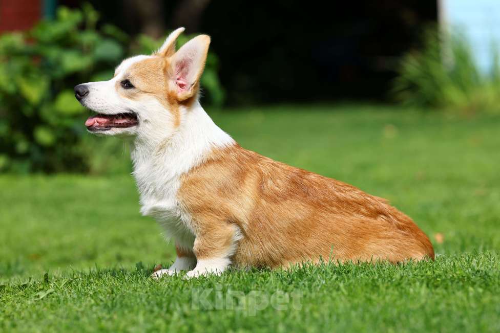 Собаки в Казани: Щенок вельш корги пемброк  Мальчик, 70 000 руб. - фото 4