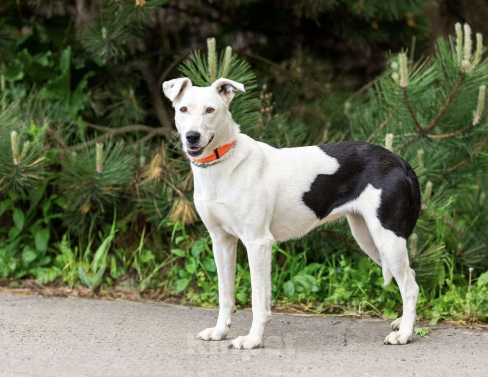 Собаки в Люберцах: Добрая и ласковая Марта 1,5 года ждет своего хозяина Девочка, Бесплатно - фото 6
