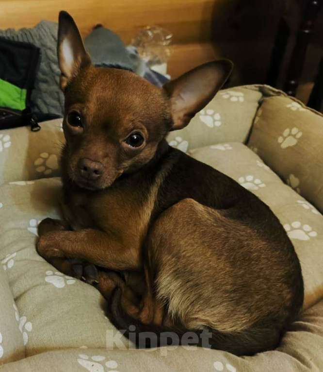 Собаки в Хабаровске: Потерялась собака Мальчик, 10 000 руб. - фото 2