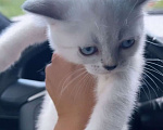 Кошки в Златоусте: Шотландский прямоухий  Девочка, 7 000 руб. - фото 10