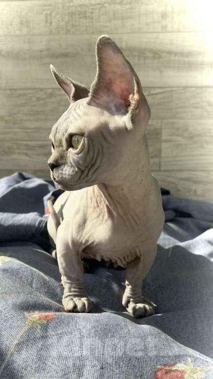 Кошки в Москве: Малышка Бамбино - современный тип Девочка, 80 000 руб. - фото 3