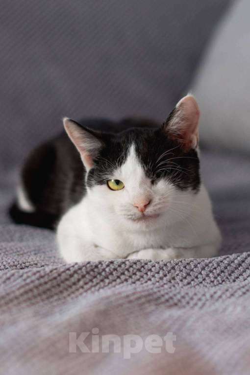 Кошки в Балашихе: Каспер, одноглазый котенок Мальчик, Бесплатно - фото 5