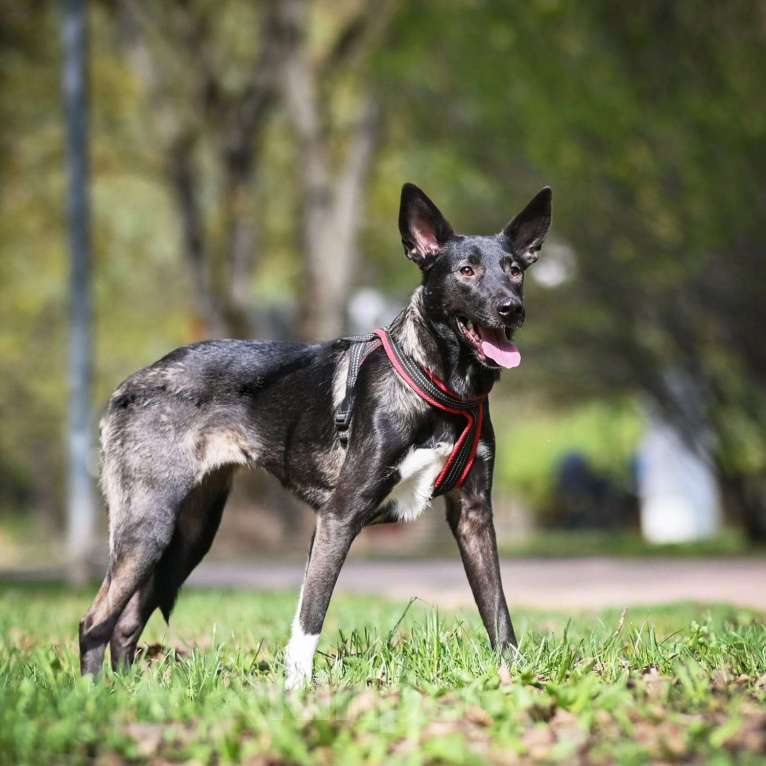 Собаки в Москве: Собака бесплатно. Москва и МО. Майя. Девочка, Бесплатно - фото 3