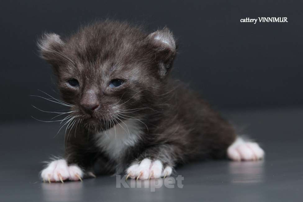 Кошки в Санкт-Петербурге: Котята американский керл Мальчик, Бесплатно - фото 3