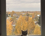 Кошки в Новосибирске: Отдам в добрые руки Девочка, Бесплатно - фото 1