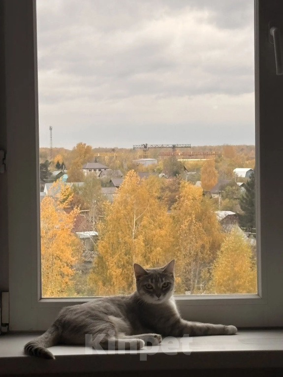 Кошки в Новосибирске: Отдам в добрые руки Девочка, Бесплатно - фото 1