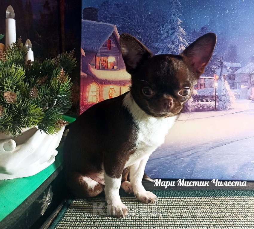 Собаки в Санкт-Петербурге: Вес, размер гарантирован Чилеста чихуахуа Девочка, 100 000 руб. - фото 4