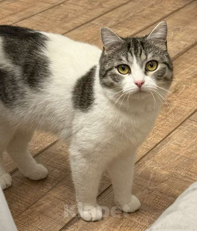 Кошки в Самаре: Пропал кот Мальчик, 10 000 руб. - фото 1