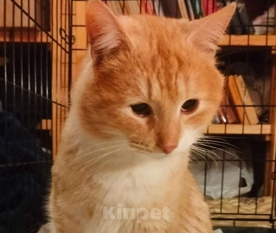 Кошки в Пушкино: Сахарок ищет дом! Мальчик, Бесплатно - фото 4