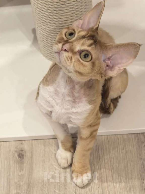Кошки в Химках: Девон-рекс котенок Девочка, 50 000 руб. - фото 1