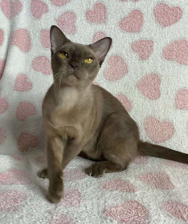 Кошки в Дмитрове: Шоколадная бурманская девочка Оливия Девочка, 20 000 руб. - фото 5