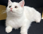 Кошки в Москве: Белый котенок девочка в добрые руки  Девочка, Бесплатно - фото 3