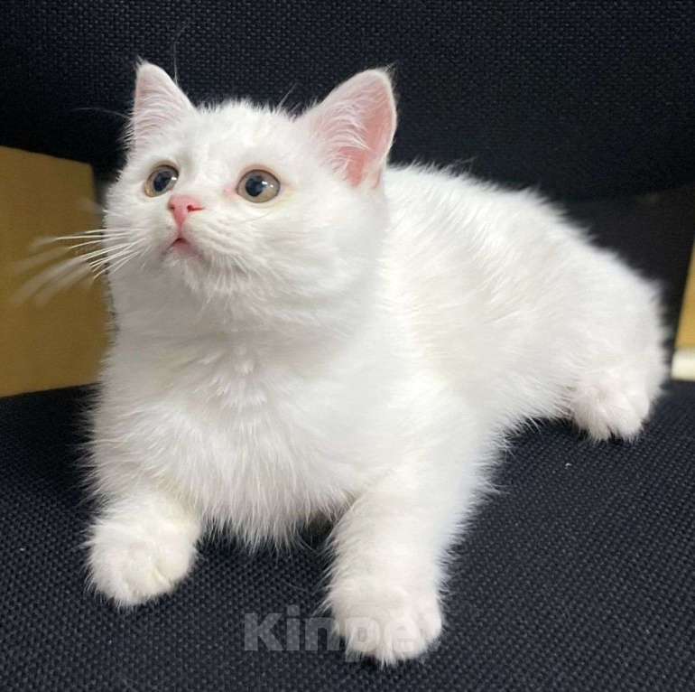 Кошки в Москве: Белый котенок девочка в добрые руки  Девочка, Бесплатно - фото 3