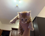 Кошки в Реутове: Котенок Полидакт Девочка, 15 000 руб. - фото 1
