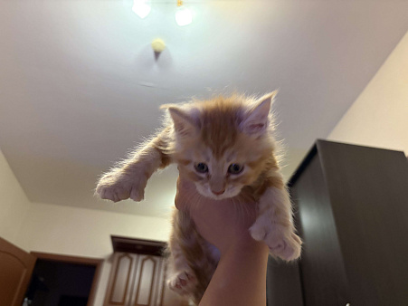 Котенок Полидакт