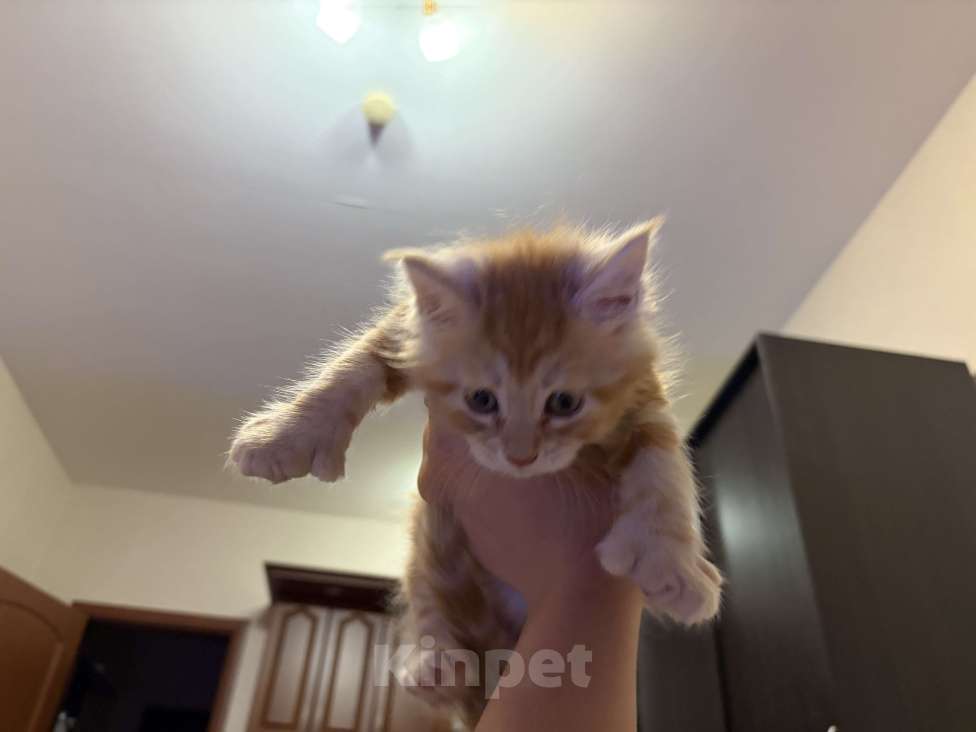 Кошки в Реутове: Котенок Полидакт Девочка, 15 000 руб. - фото 1