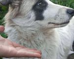 Собаки в Кемерово: Прелестная собачка  Девочка, Бесплатно - фото 5