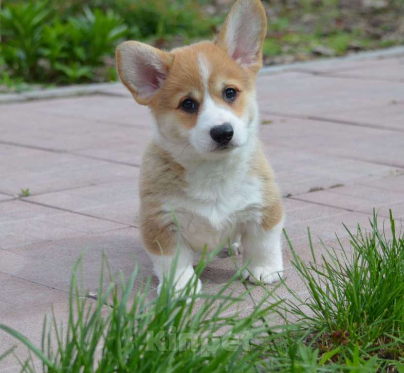 Собаки в Самаре: Вельш Корги пемброк. Мальчик, 80 000 руб. - фото 5