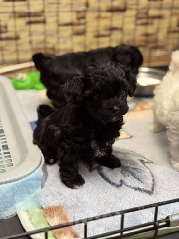 Собаки в Санкт-Петербурге: Мальтипу Девочка, 70 000 руб. - фото 2