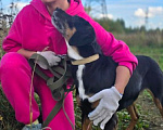 Собаки в Королеве: Тильда - ураган эмоций и чувств, движение, активность и «жить жизнь на полную» Девочка, Бесплатно - фото 3