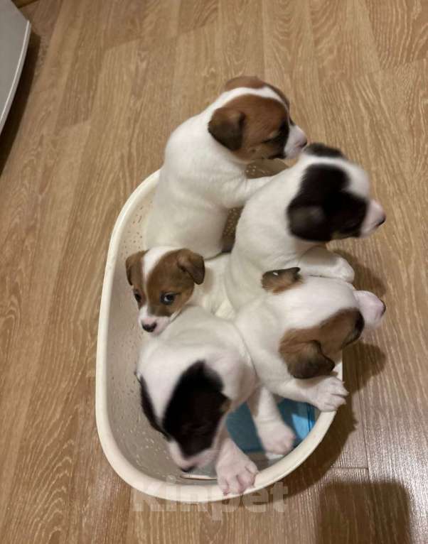 Собаки в Санкт-Петербурге: Щенки Джек Рассел терьер (девочки) Девочка, 25 000 руб. - фото 3