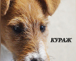 Собаки в Севастополе: Щенок жесткошерстного фокстерьера Мальчик, 80 000 руб. - фото 1