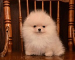 Собаки в Москве: Померанский шпиц (очаровательный мальчик)  Мальчик, 65 000 руб. - фото 2